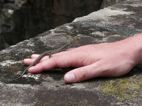 A Madeiran Wall Lizard (Teira dugesii) walks on a tourist's hand on the island of Madeira