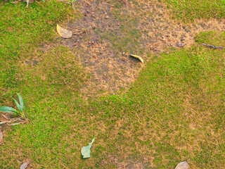 Obraz premium Green moss on the ground in a mountain forest during the rainy season