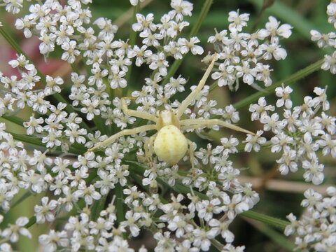 Crab Spider (Misumena vatia)