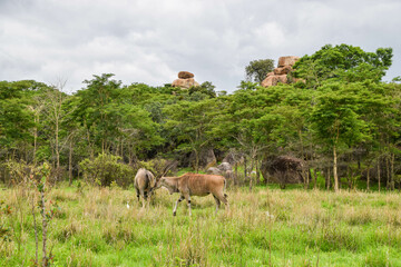 Naklejka na ściany i meble A pair of eland antelopes in a nature reserve in Zimbabwe with balancing rocks