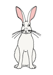 Bunny whith white fur - hand-drawn illustration and digital colorized on transparent background 
