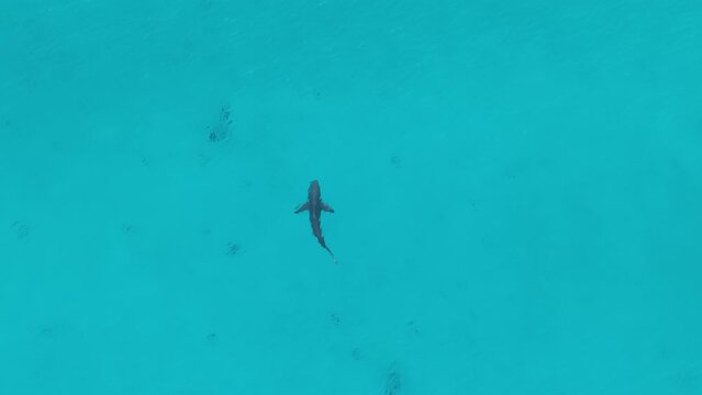 Drone view of a Bronze Whaler shark swimming in the water in Western Australia