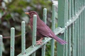A European Blackbird (Turdus merula) on a green park fence © Pete Mella