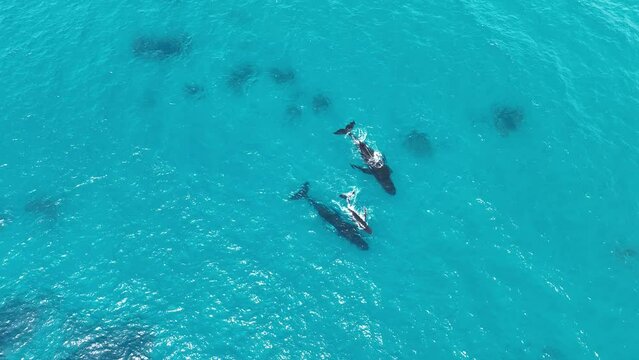 Drone view over humpback whales swimming in the water