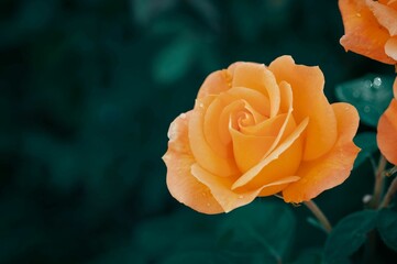 Closeup of an orange rose on a dark green background