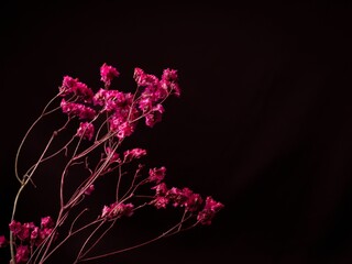 some pink flowers in a vase on a black tablecloth