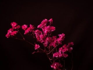 pink flowers on a black background with red light coming from behind them