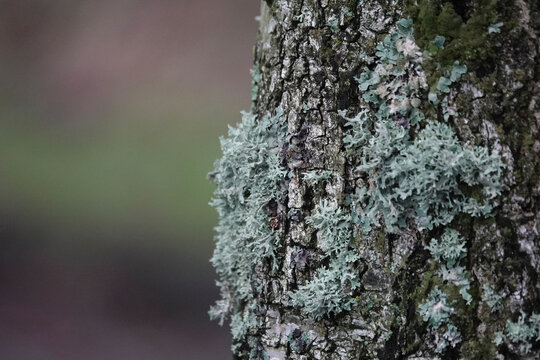 Various lichens on a tree trunk, with a bokeh background
