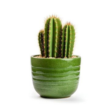 cactus plant with pot with isolated background design