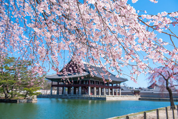South Korea spring in the Gyeongbokgung Palace.In Seoul, South Korea