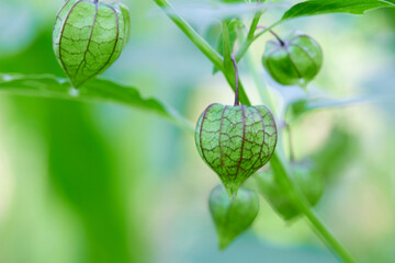 Cape gooseberry physalis fruit 