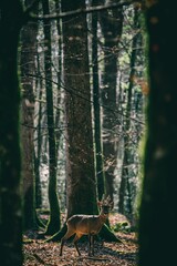 a deer standing in the middle of a forest with trees