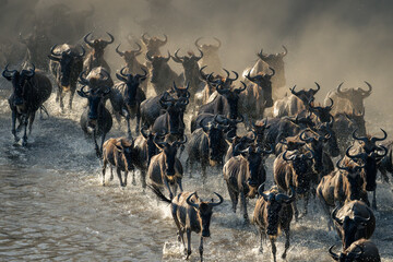 Herd of blue wildebeest rush across water