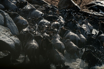 Herd of blue wildebeest splash across Mara