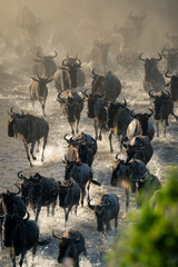 Herd of blue wildebeest sprint through water
