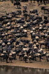 Herd of blue wildebeest stand on riverbank