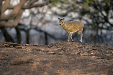 Klipspringer crosses rock with trees in background