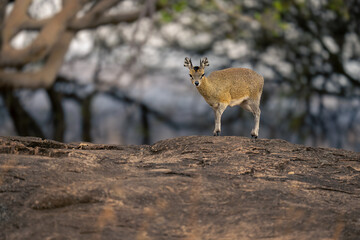 Klipspringer crosses kopje with trees in background