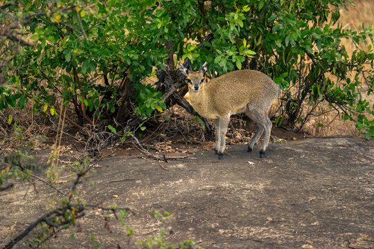 Klipspringer stands on rock by leafy bushes