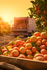 Cargo truck carrying grapefruit fruit in an orchard with sunset. Concept of food production, transportation, cargo and shipping.