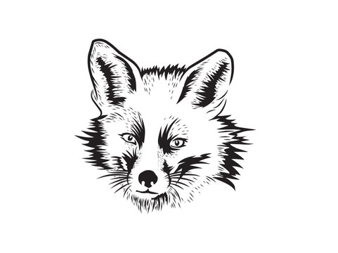 fox head vector isolated, hand drawn art