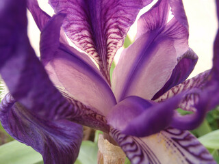 Iris 