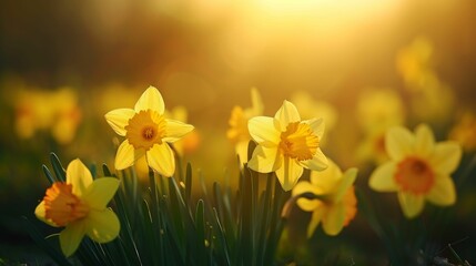 Spring breeze dances through a field of blooming yellow daffodils