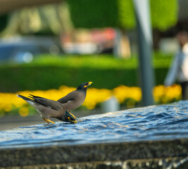 Indian myna (Acridotheres tristis) in Abu Dhabi. Watering hole from the city fountain