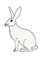 Side view of a bunny whith white fur - hand-drawn illustration and digital colorized on transparent background 