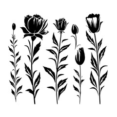 Silhouette rose, rose vector, flower svg, vector flower, herb, branch, line art, outline, eps, png, svg, flower, floral, vector, nature, leaf, rose, illustration, plant, design, vintage, pattern, 