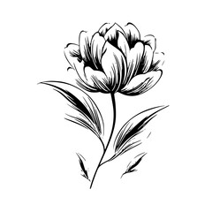 Silhouette rose, rose vector, flower svg, vector flower, herb, branch, line art, outline, eps, png, svg, flower, floral, vector, nature, leaf, rose, illustration, plant, design, vintage, pattern, 