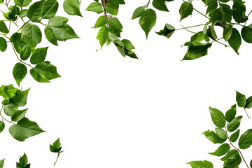 Green Leaves on Transparent Background, PNG,