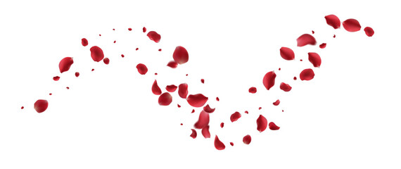 Fototapeta na wymiar Realistic red rose petals with transparent background. Vector illustration