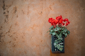A small blue iron pot with rust keeping red flowers with green leaves, fixed to the yellow dirty wall in an old house outdoors 