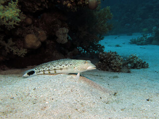 A Speckled sandperch Parapercis hexophtalma 