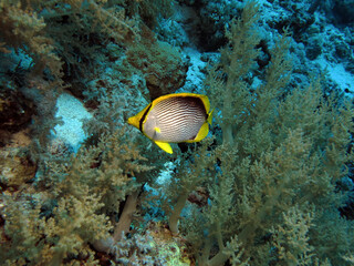 Naklejka na ściany i meble A Blackbacked butterflyfish Chaetodon melannotus swimming over soft coral 