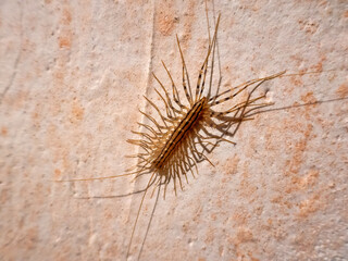 House centipede (Scutigera coleoptrata) kill prey by injecting venom, then eat them half-digested. Bullet predator, moving at speed of half meter per second. Synanthrope. 4 cm specimen from Crimea