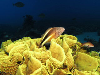 A Freckled hawkfish Paracirrhites forsteri  perching on a Turbinaria reniformis hard coral