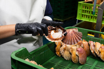 Cleaning and gutting of scallops in a shellfish treatment plant in Galicia