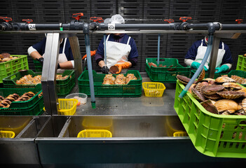 Cleaning and gutting of scallops in a shellfish treatment plant in Galicia