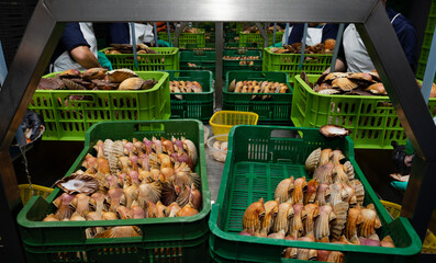 Cleaning and gutting of scallops in a shellfish treatment plant in Galicia © casavella