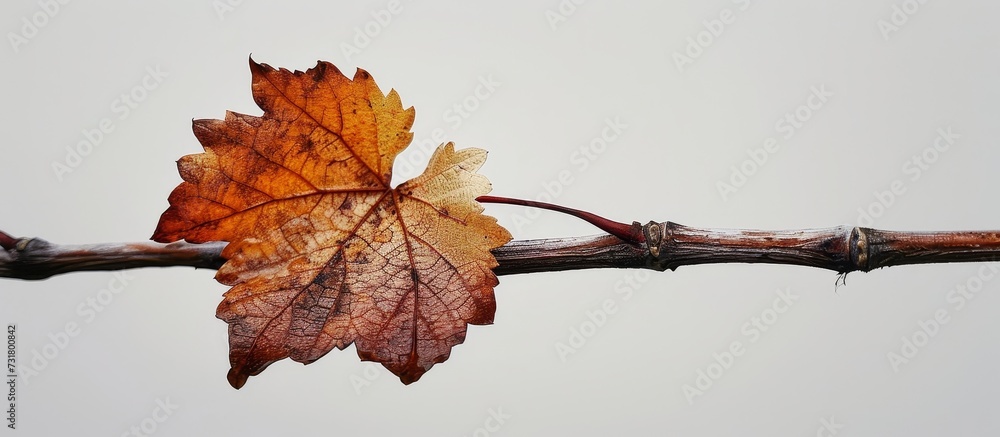 Wall mural a detailed view of a leaf on a tree branch, showcasing intricate patterns and textures amidst a back