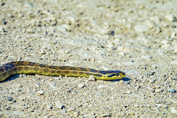 Sarmatian racer, european whip snake (Elaphe sauromates) rare species. in the Crimean steppe. This is a large (2 meters) brave snake