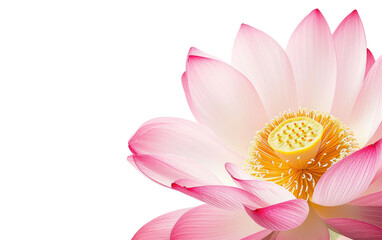 Lotus Elegance on Transparent Background, PNG,