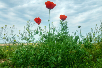 Sea coast steppe, vegetated dune. Arabatskaya strelka. Cereals, sage (Salvia), red poppy (Papaver rhoeas) prevail. The Sea of Azov