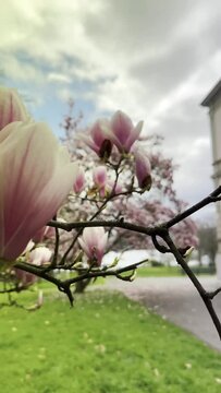 Vertical shot of magnolia flowers growing in a garden