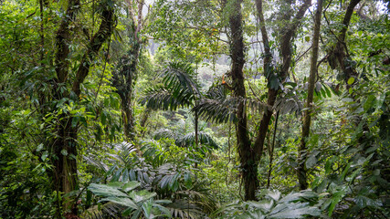 Fototapeta premium tree in the forest