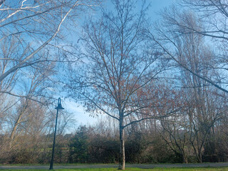 Fototapeta premium trees in the park