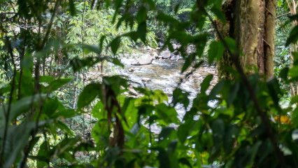 river seen through the foliage