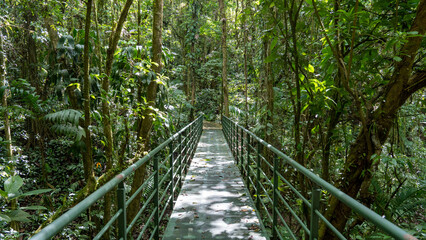Obraz premium metal bridge in the rainforest